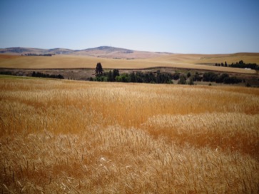 Gold Of The Palouse