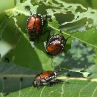 Japanese Beetle