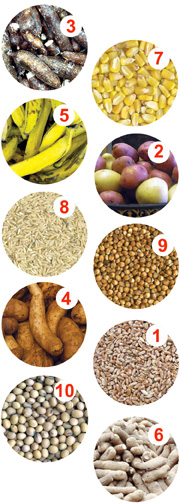 Top 10 Food Crops