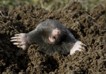 Animal In The Soil