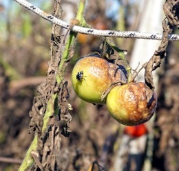 Blossom End Rot