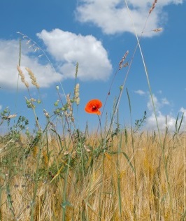 Weed in wheat field